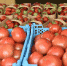 Фермерам Кубани помогут реализовать сельхозпродукцию - Администрация г. Анапа