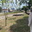 В Анапе началась борьба с американской белой бабочкой - Anapa.Media