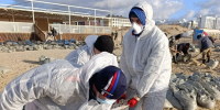 Работа по ликвидации разлива мазута На Кубани продолжается - Газета Анапское Черноморье